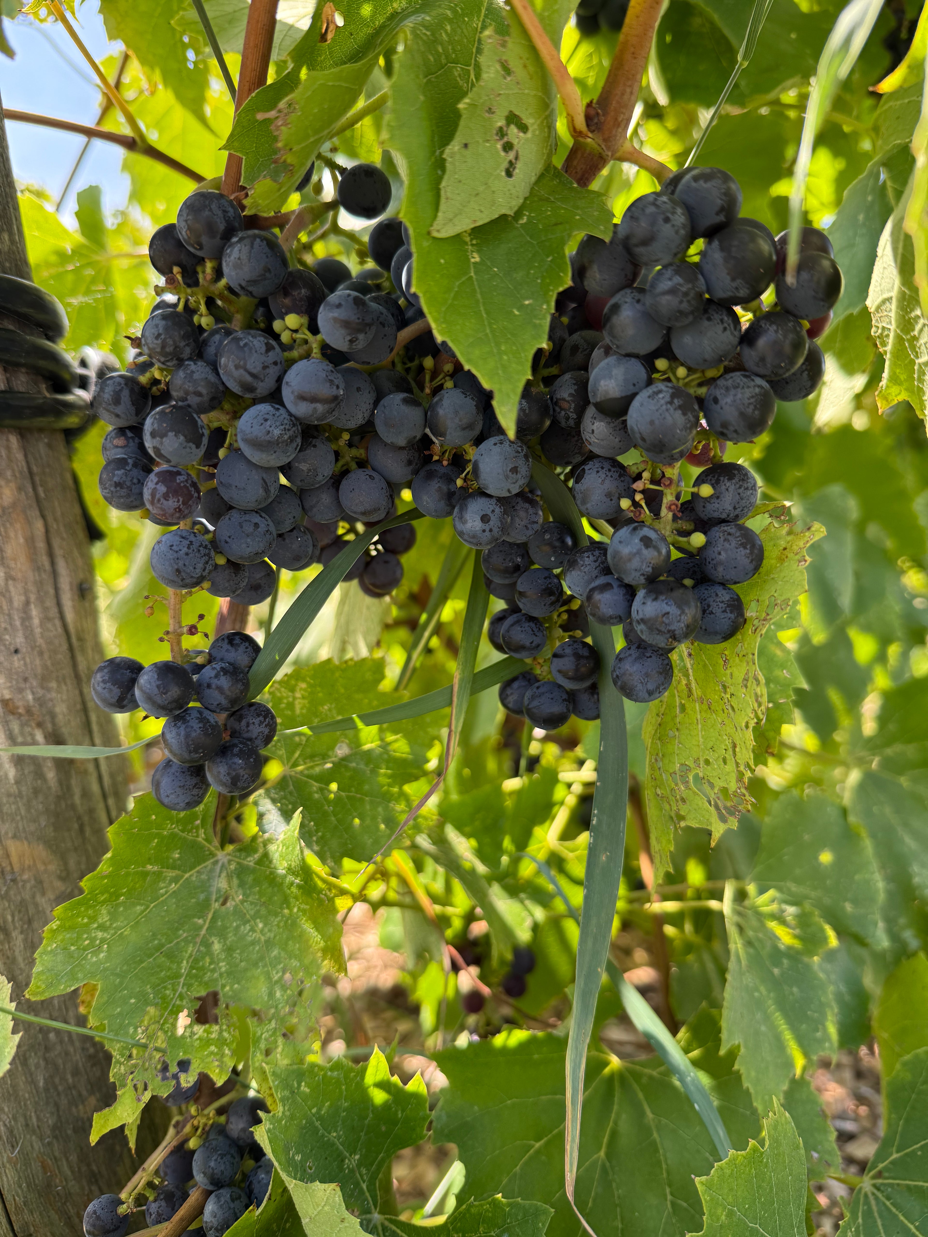 St. Croix Grape