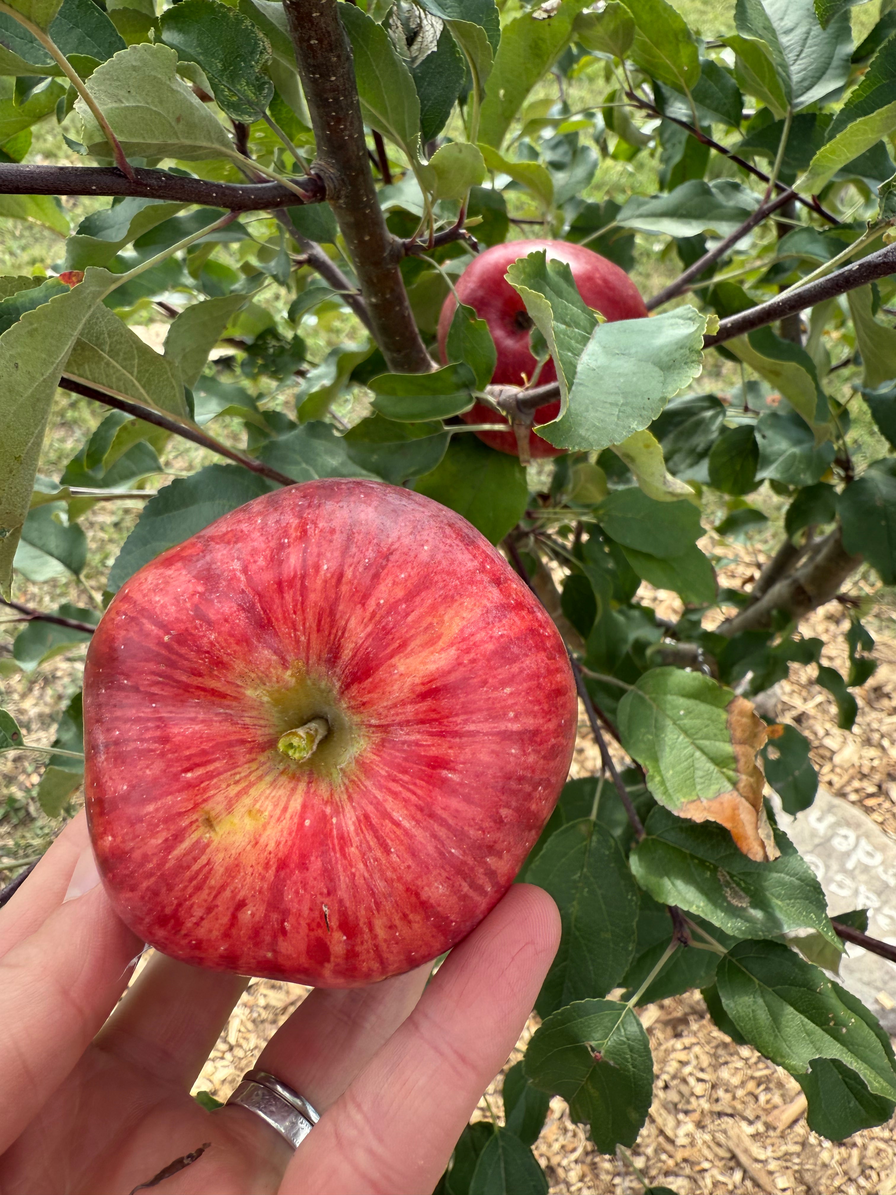 Peace Garden Apple
