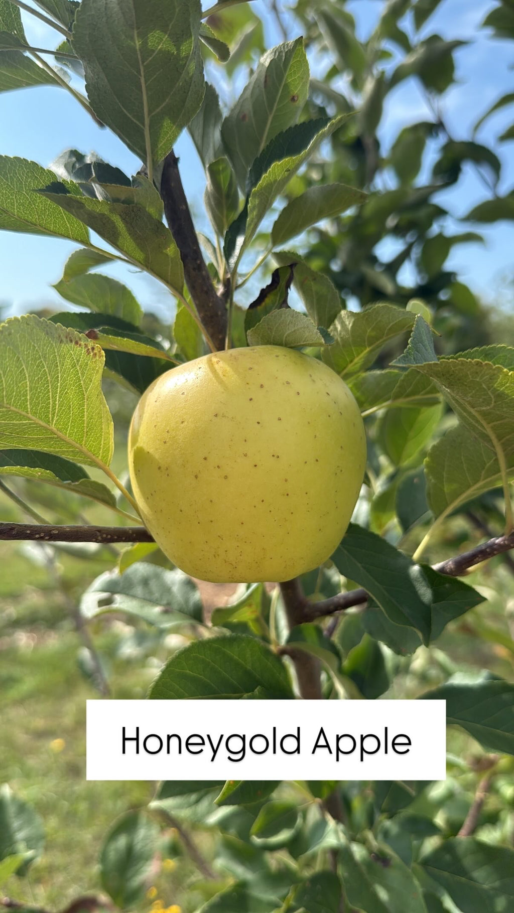 Honeygold Apple