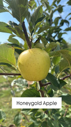 Honeygold Apple