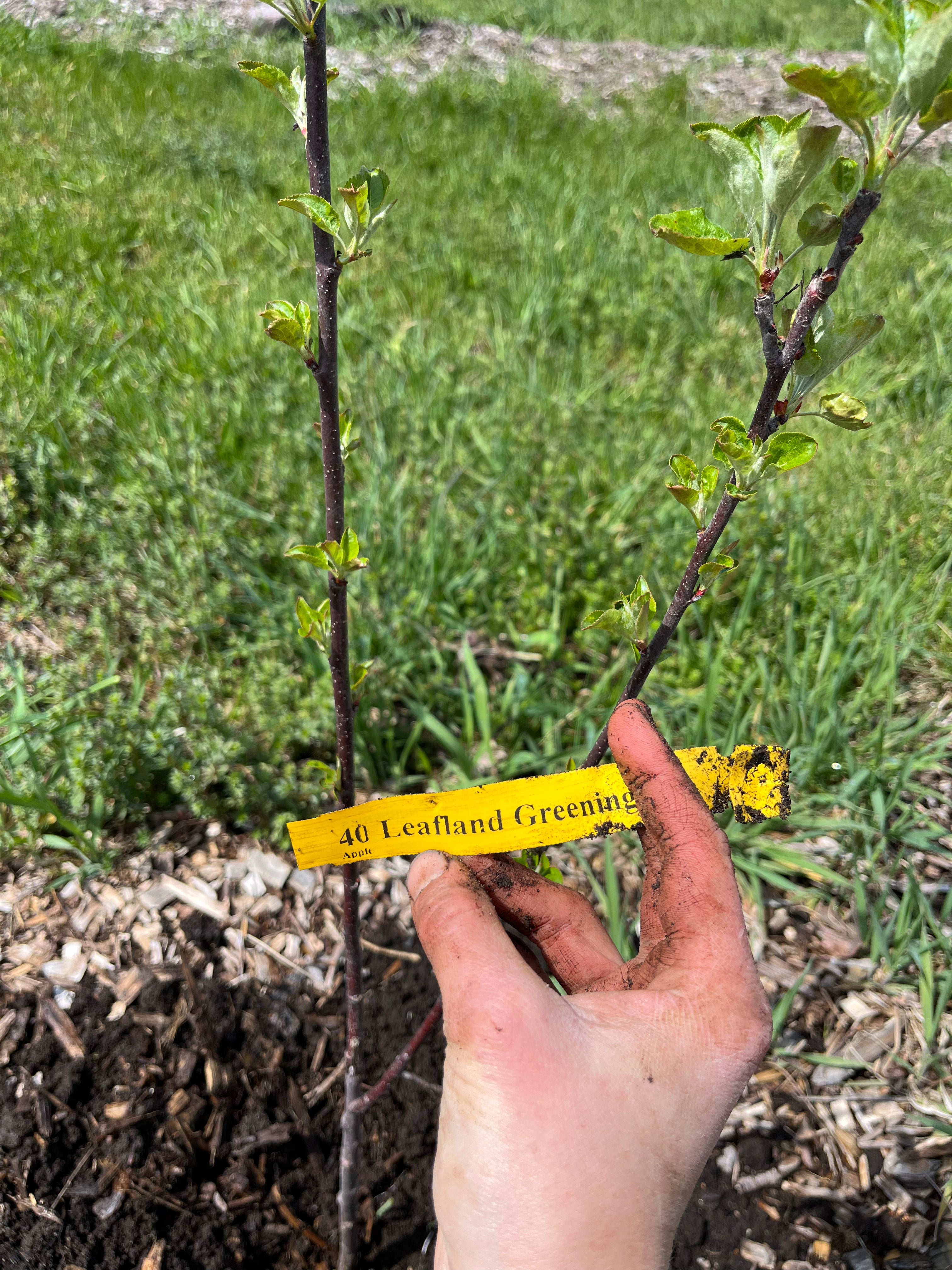 Leafland Greening Apple