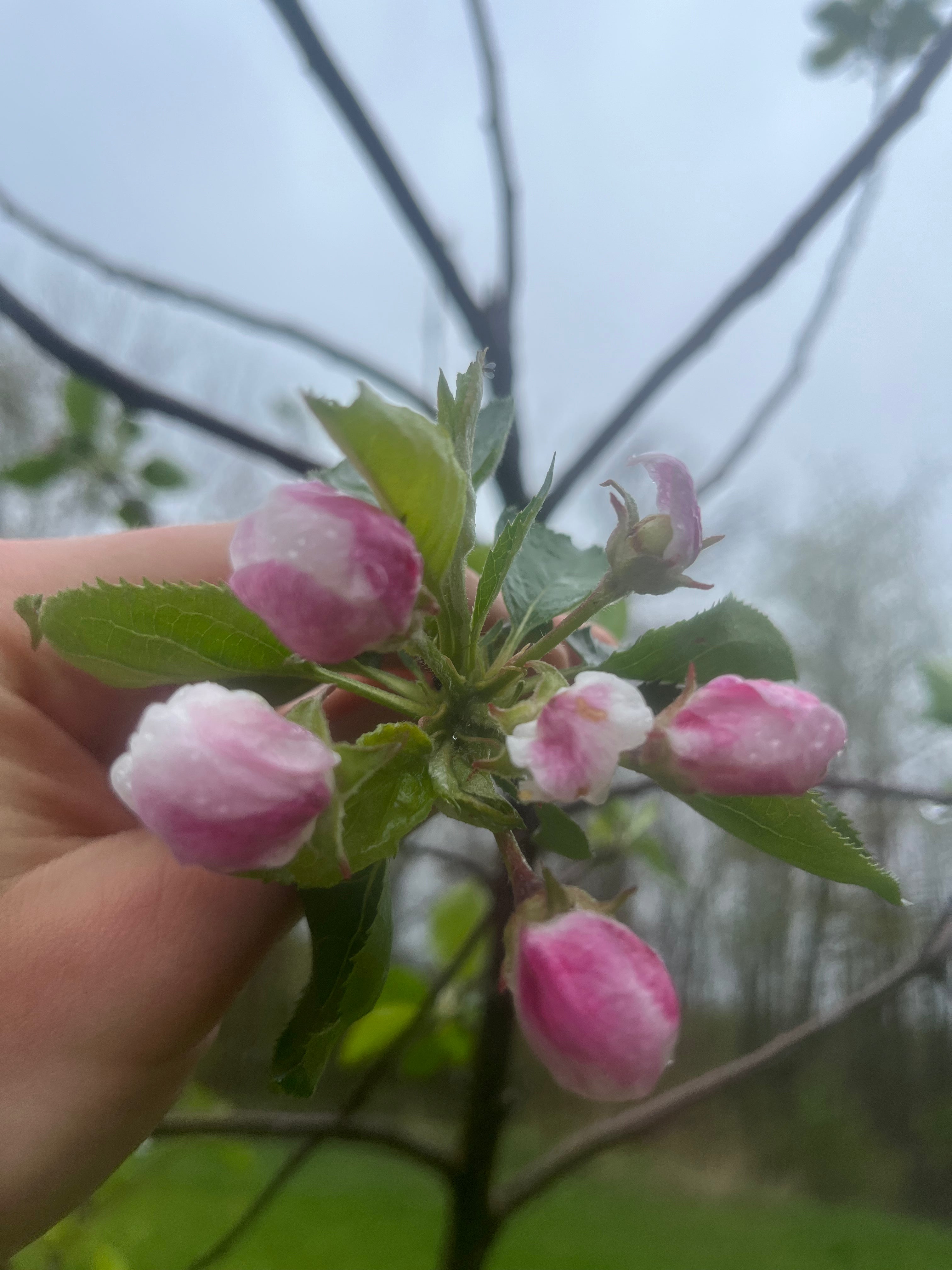 Smokehouse Apple