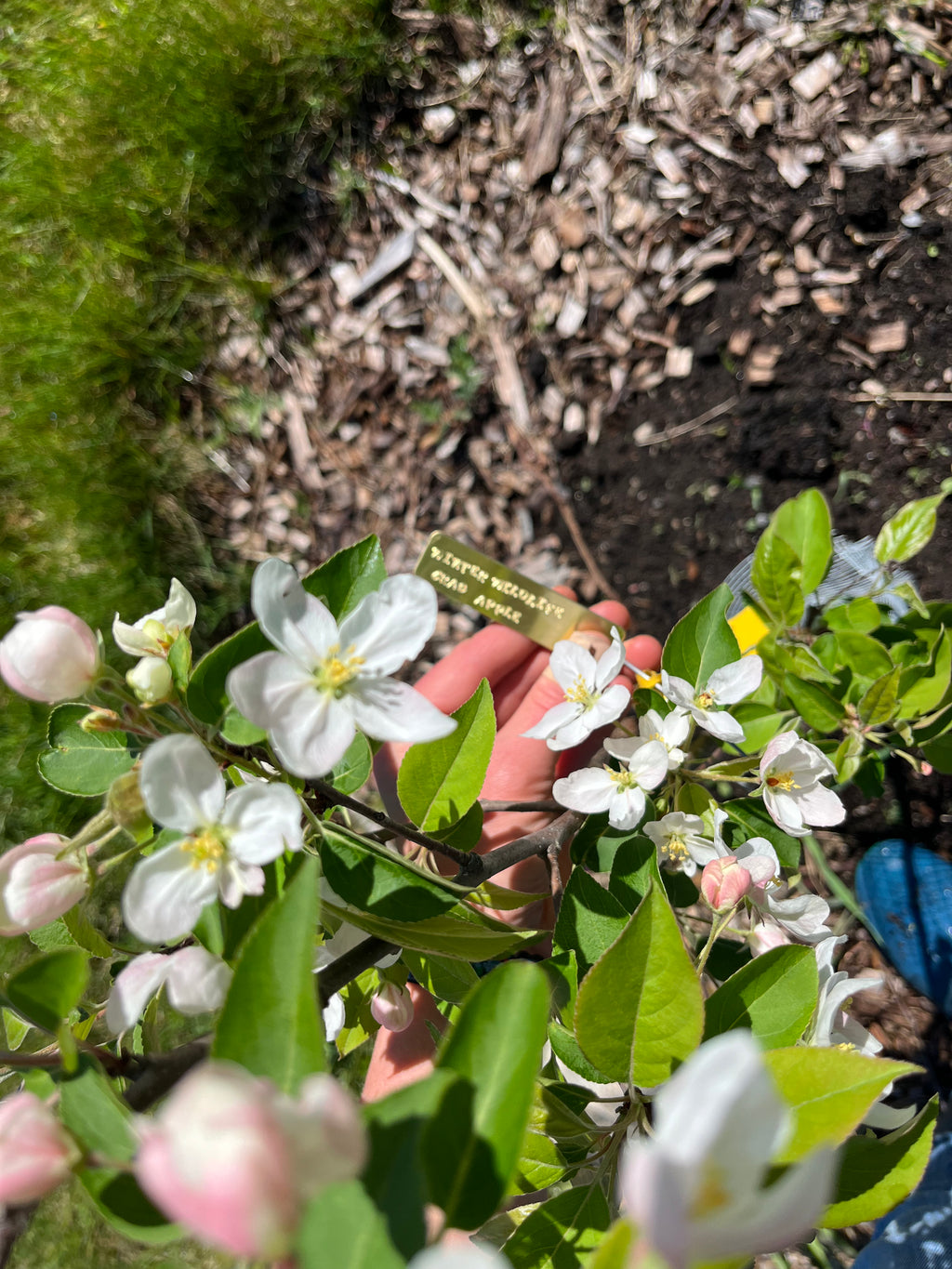 Winter Wildlife Crab