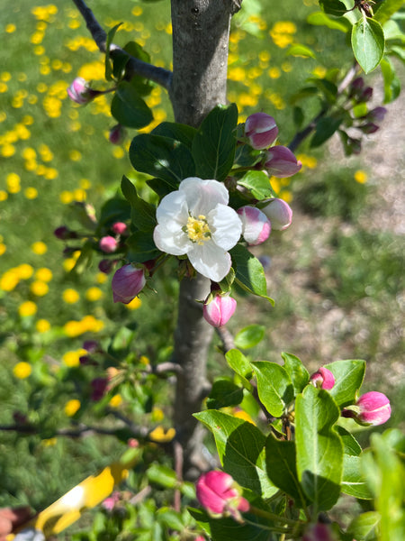 Bilodeau Crab Apple