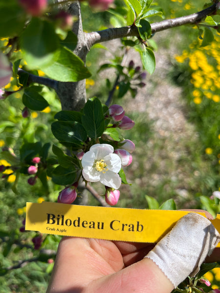 Bilodeau (A.K.A. Trail) Apple