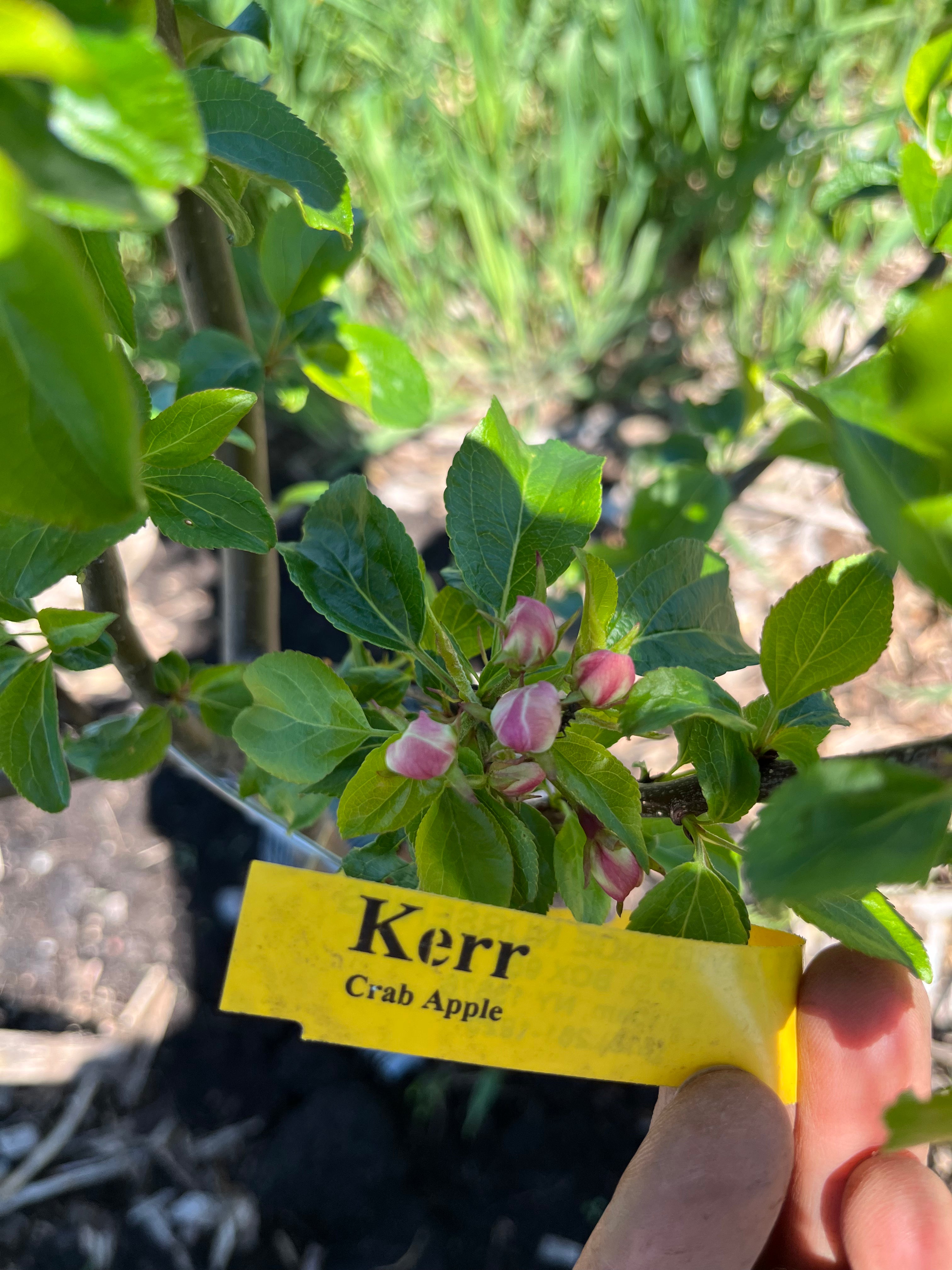 Kerr Apple-Crab
