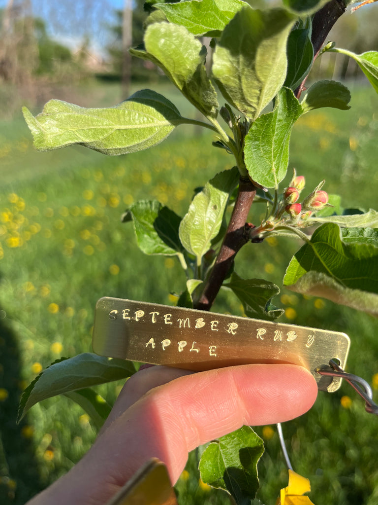 September Ruby Apple – St. Lawrence Nurseries