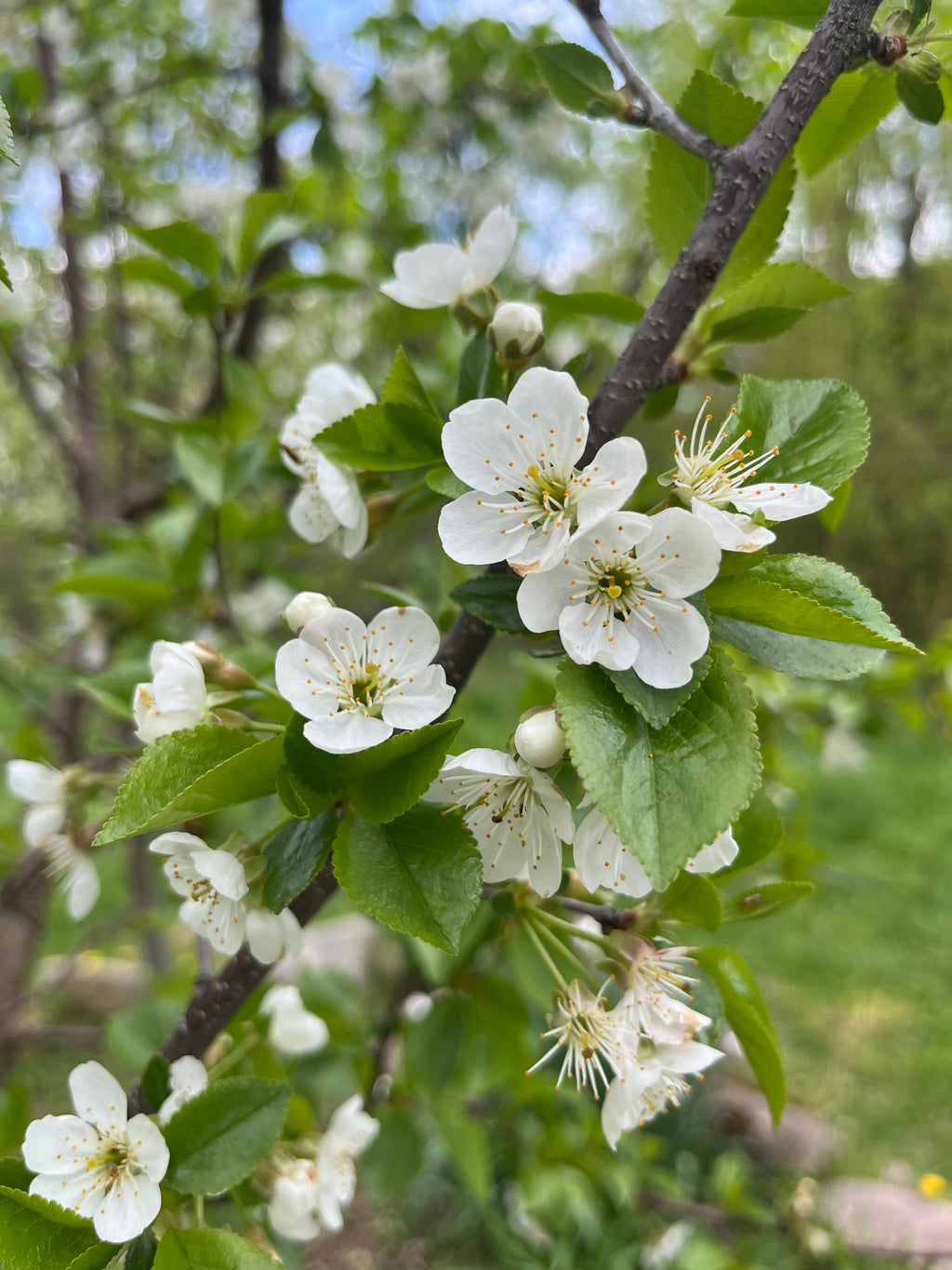 Bali Cherry