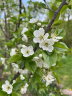 Bali Cherry