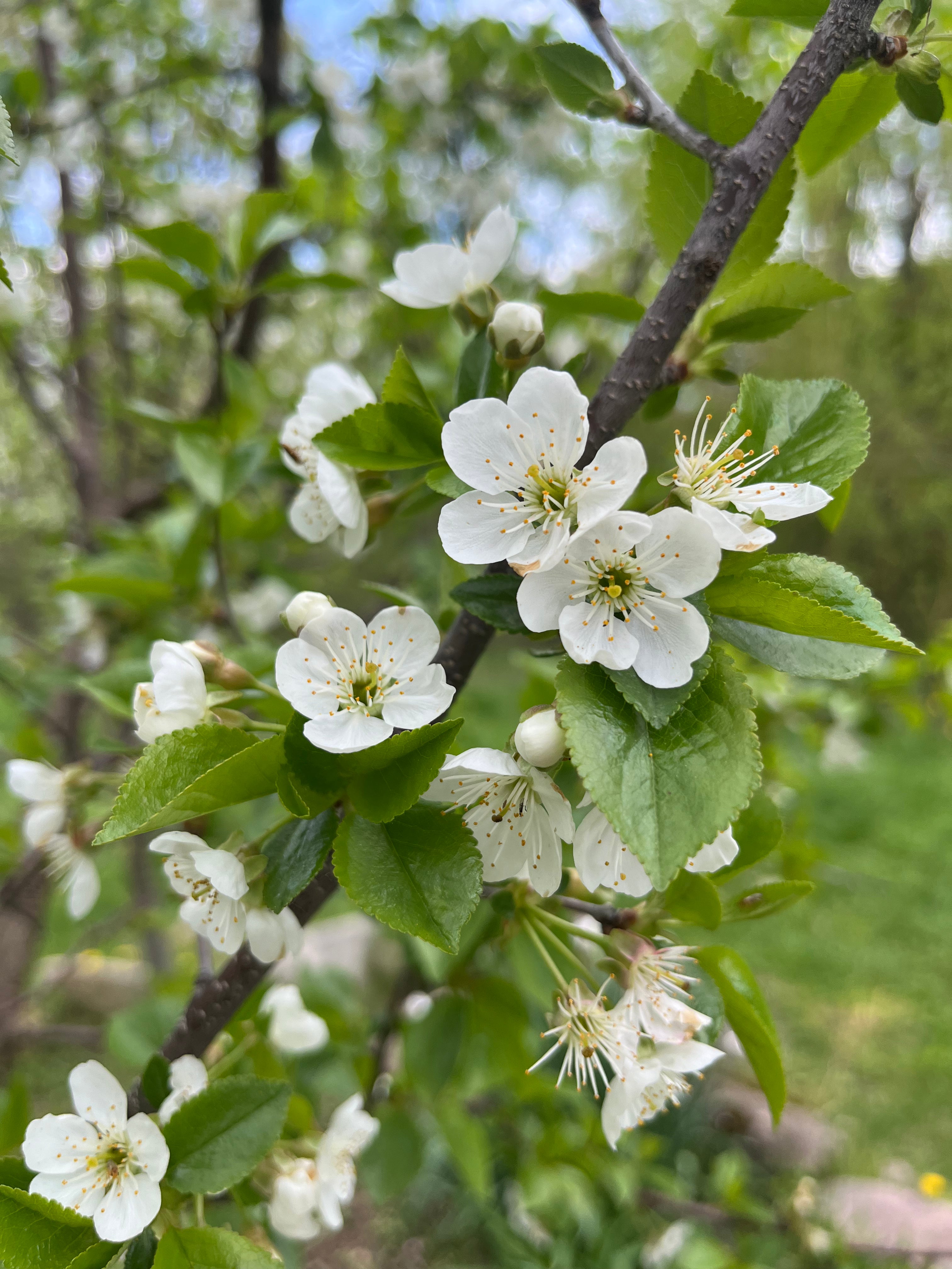 Bali Cherry