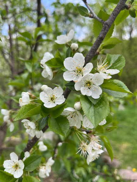 Bali Cherry