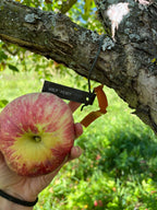 Wolf River Apple