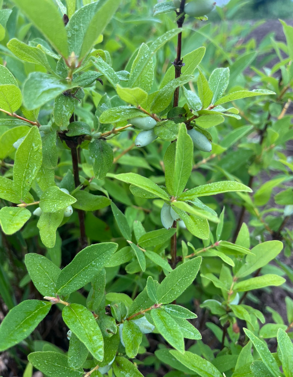 Aurora Edible Honeysuckle – St. Lawrence Nurseries