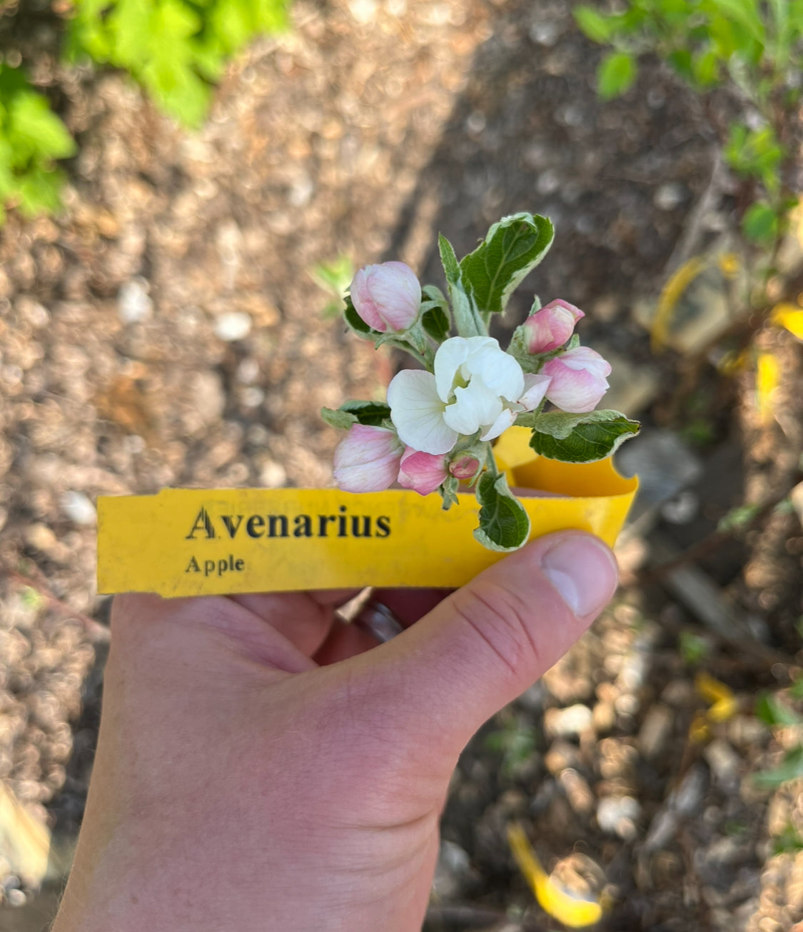 Avenarius Apple
