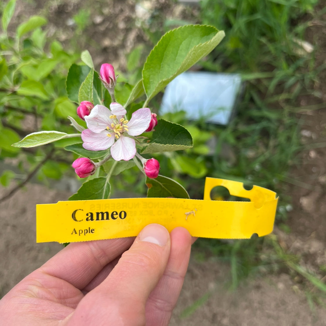 Cameo Apple