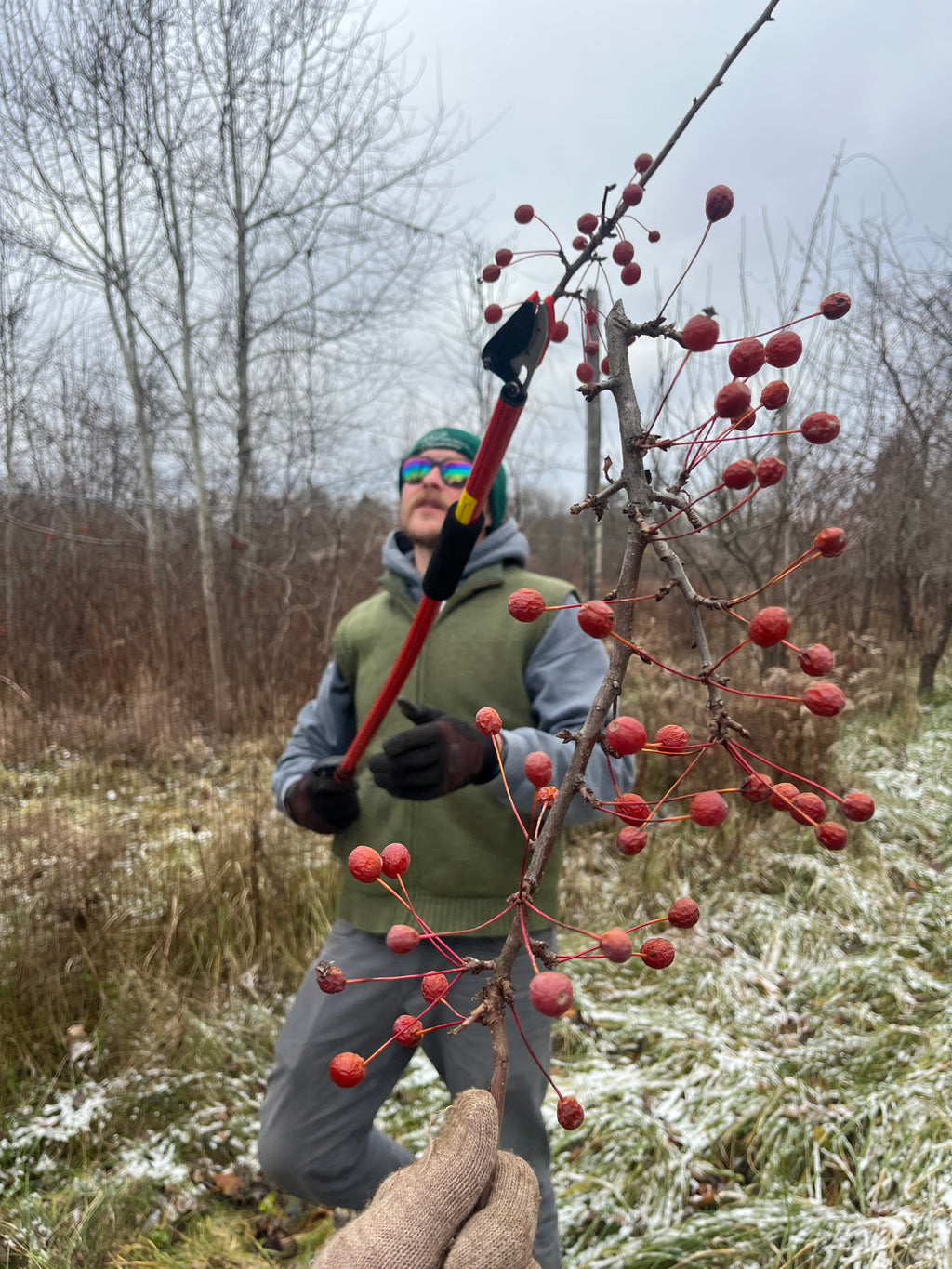 Adirondack Crab Apple