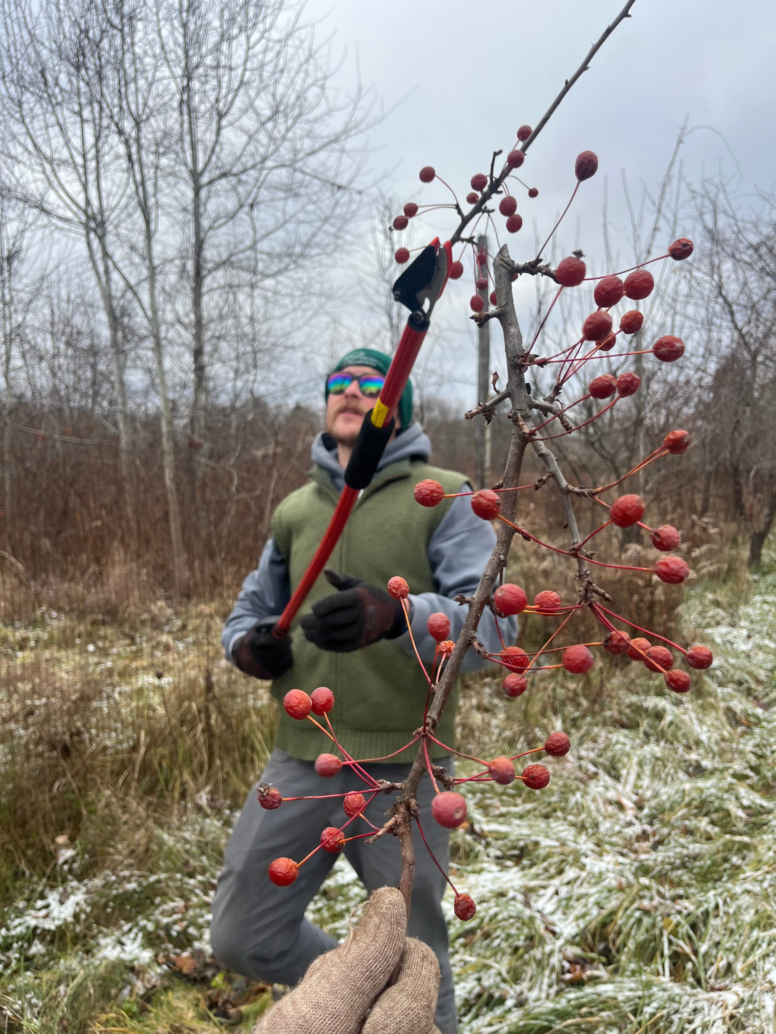 Adirondack Crab Apple