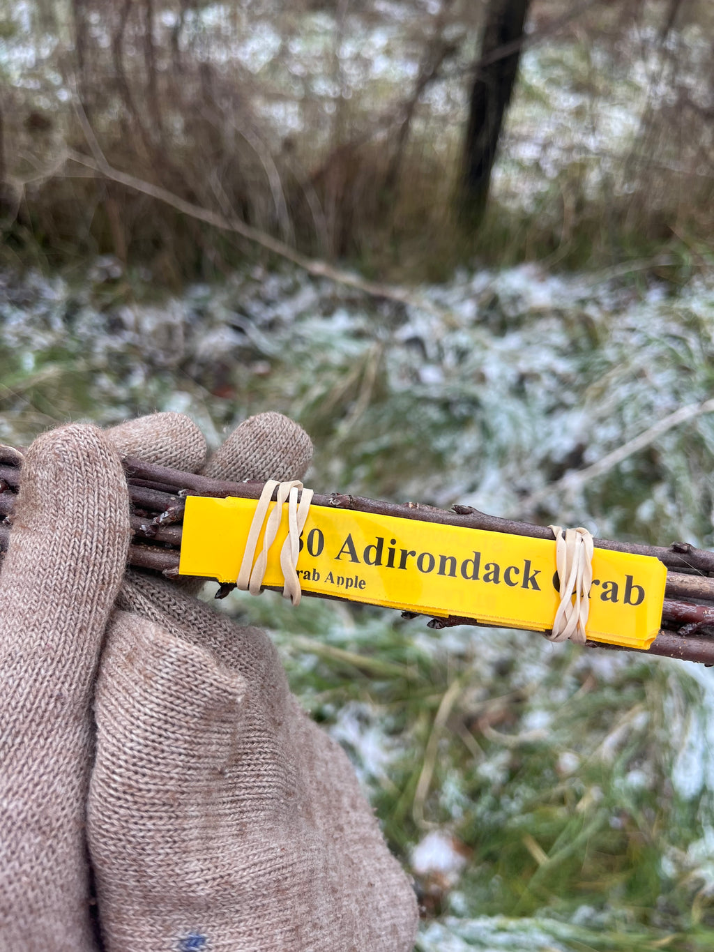 Adirondack Crab Apple