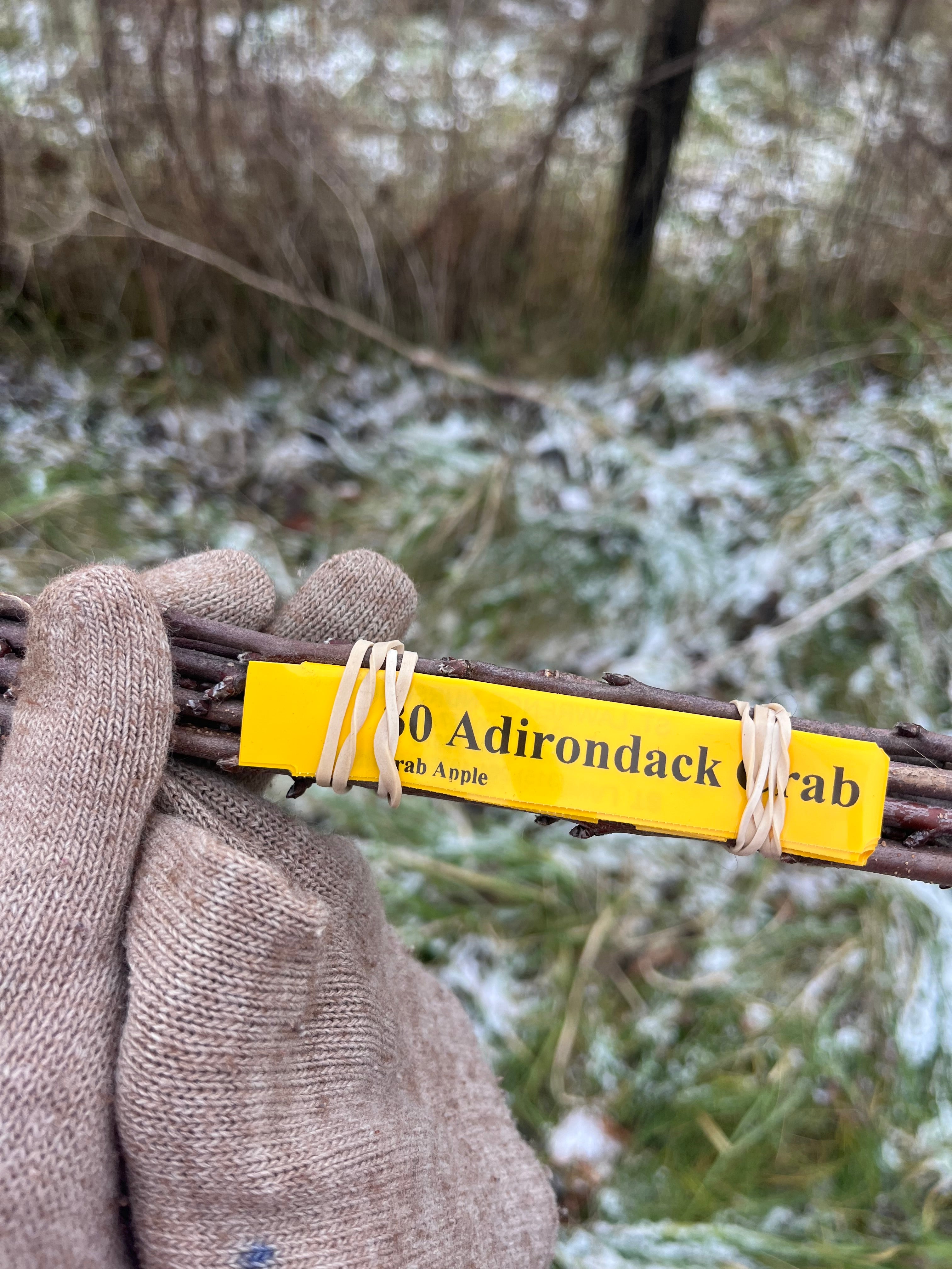 Adirondack Crab Apple