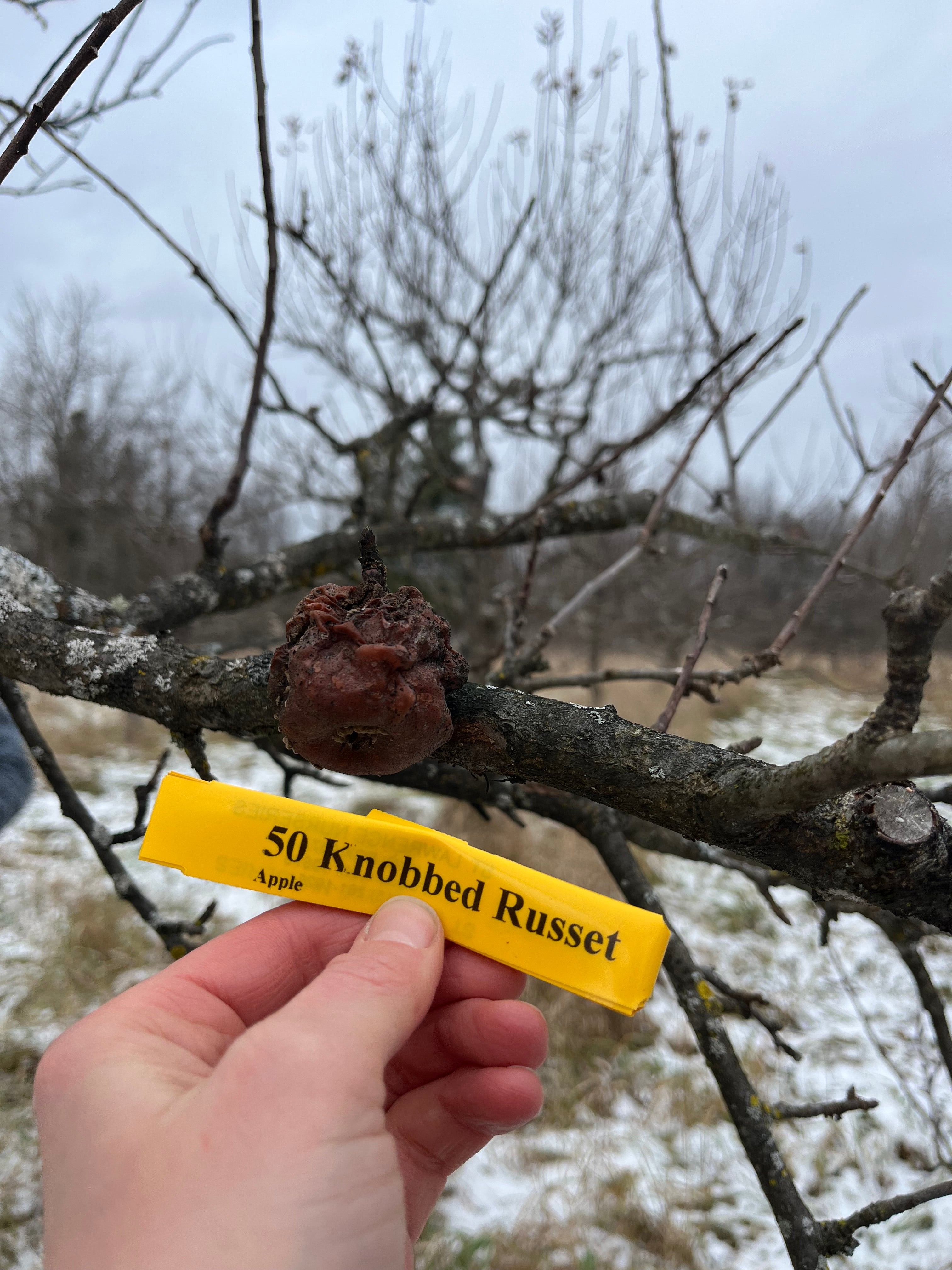 Knobbed Russet Apple