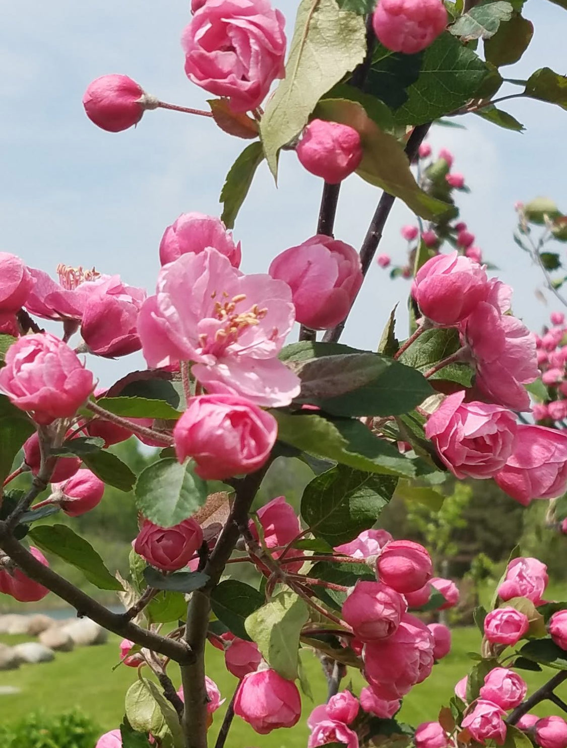 Bechtel Crab Apple