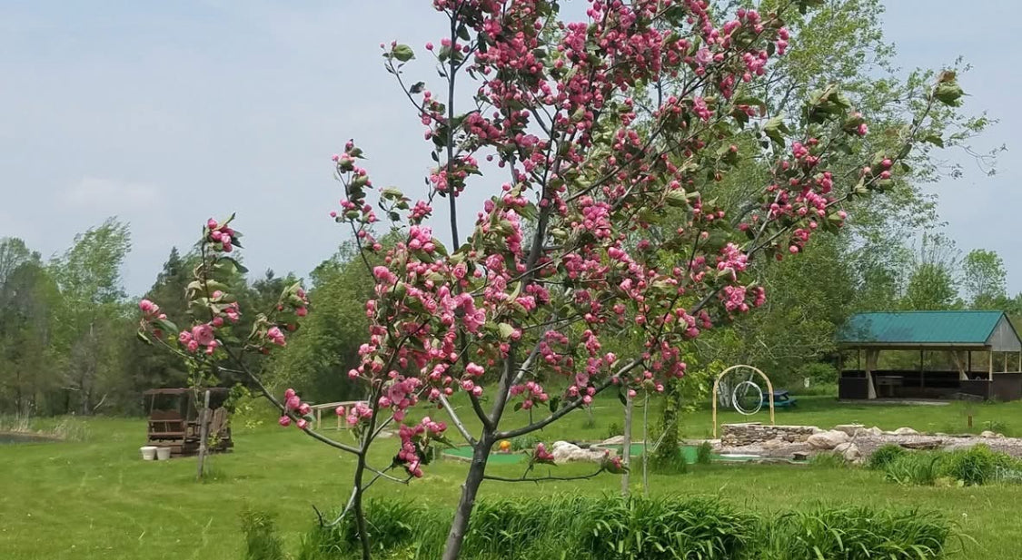 Bechtel Crab Apple