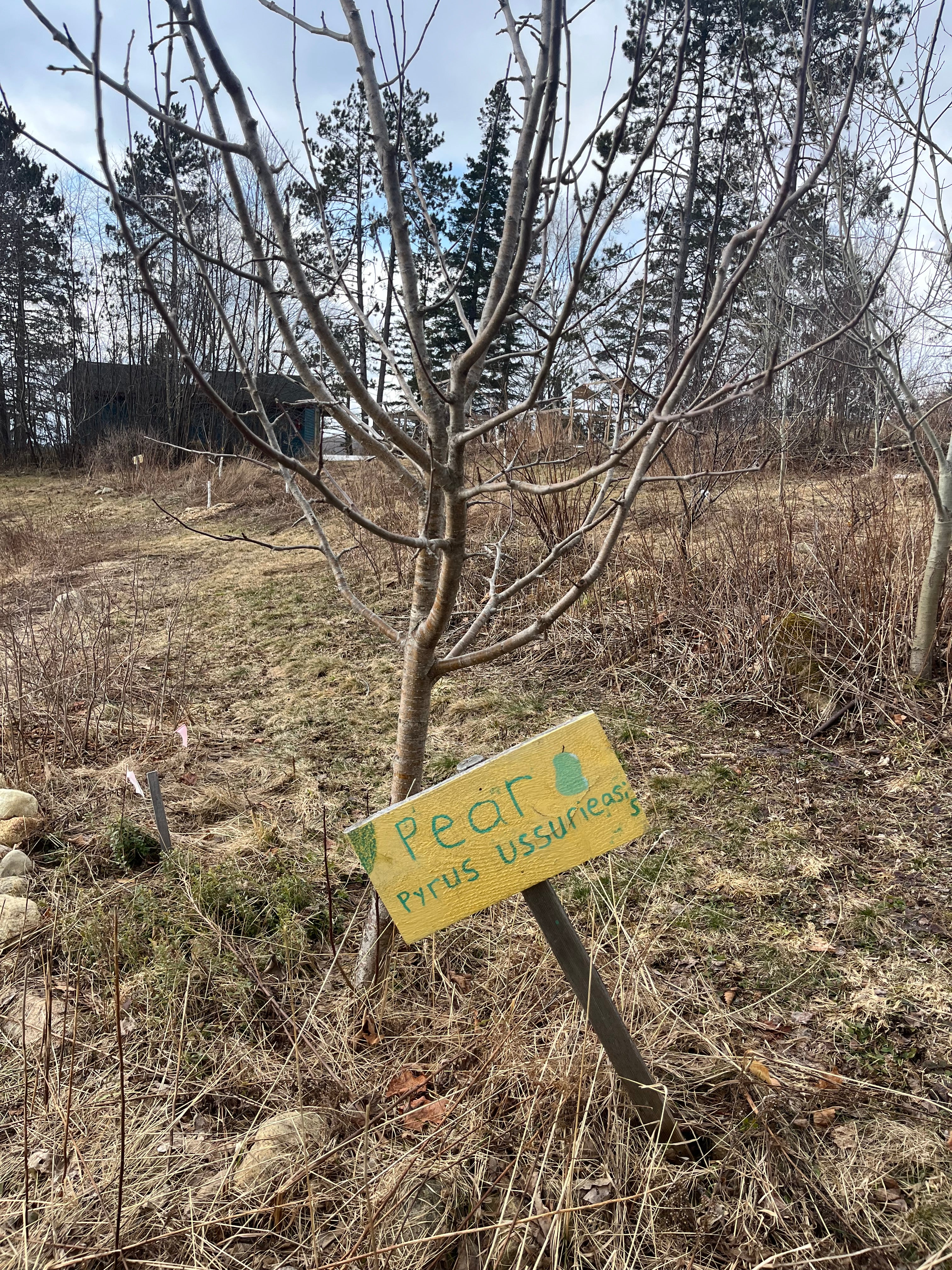 Siberian Pear - Pyrus ussurensis