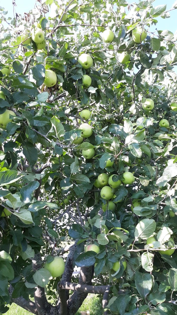 Lodi Apple