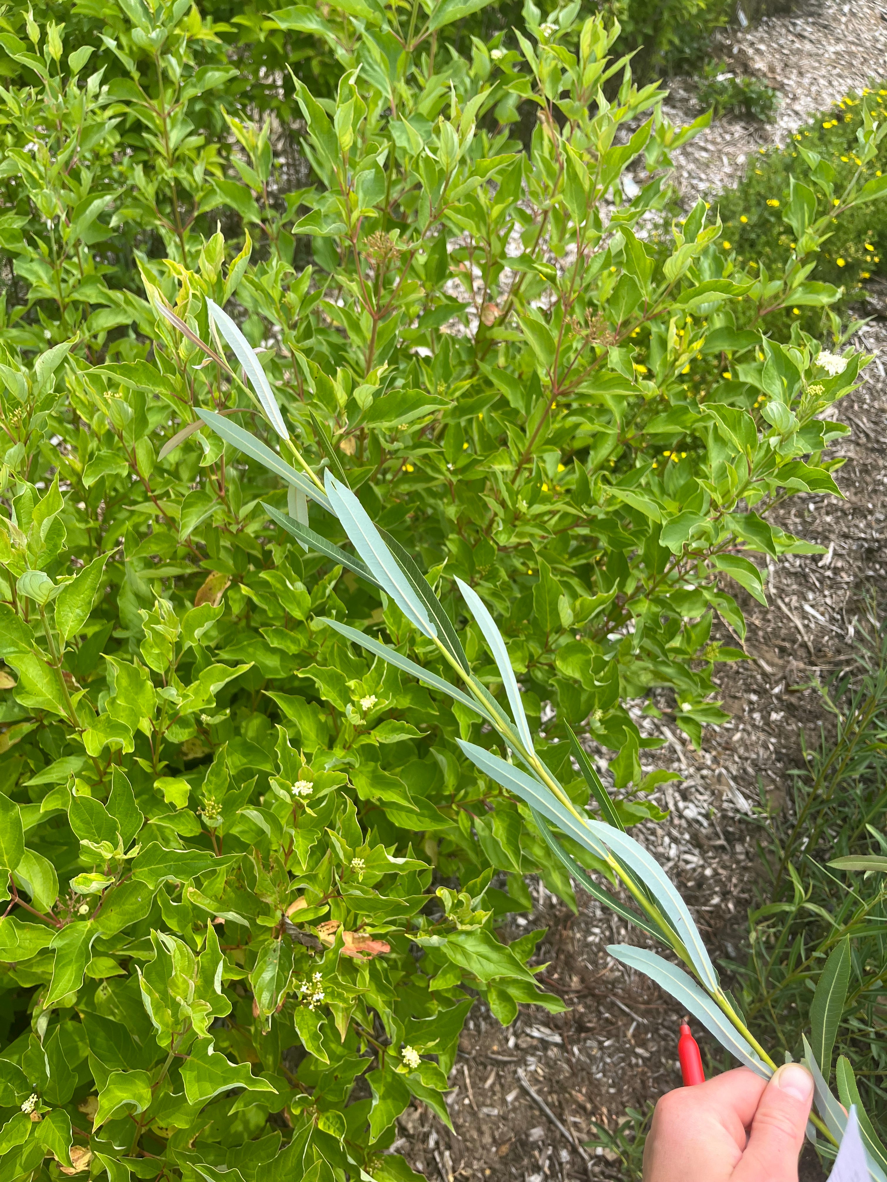 Basket Willow - Green Stemmed - Salix viminalis