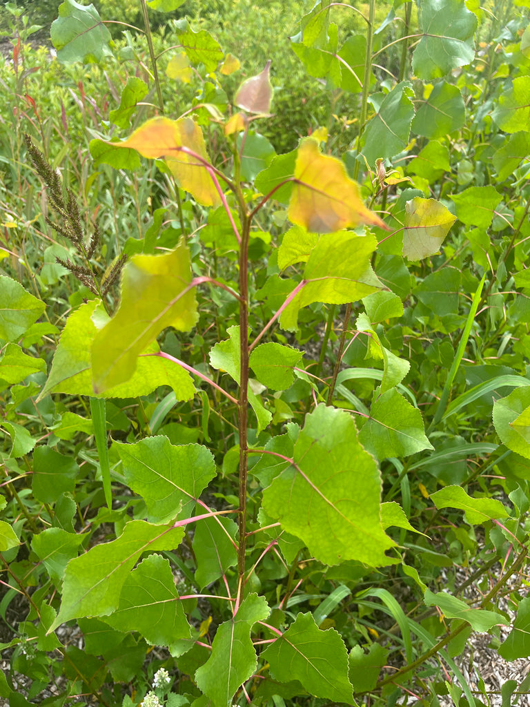 Cottonwood - "Sir William" (Populus deltoides)