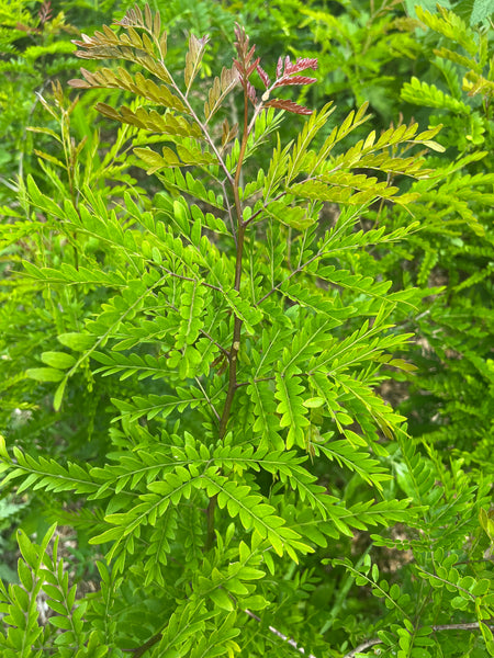 Thornless Honeylocust - Gleditsia triacanthos