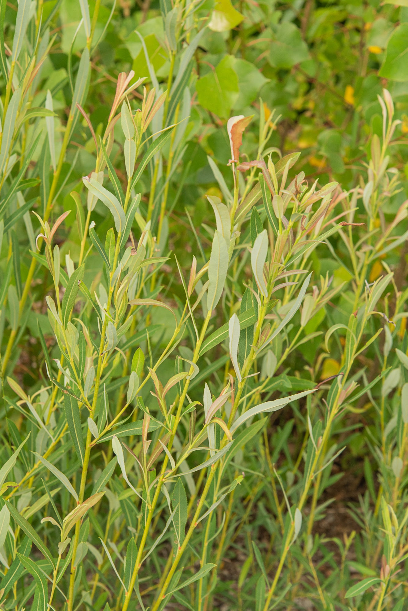 Basket Willow - Yellow Stemmed - Salix viminalis