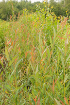 Basket Willow