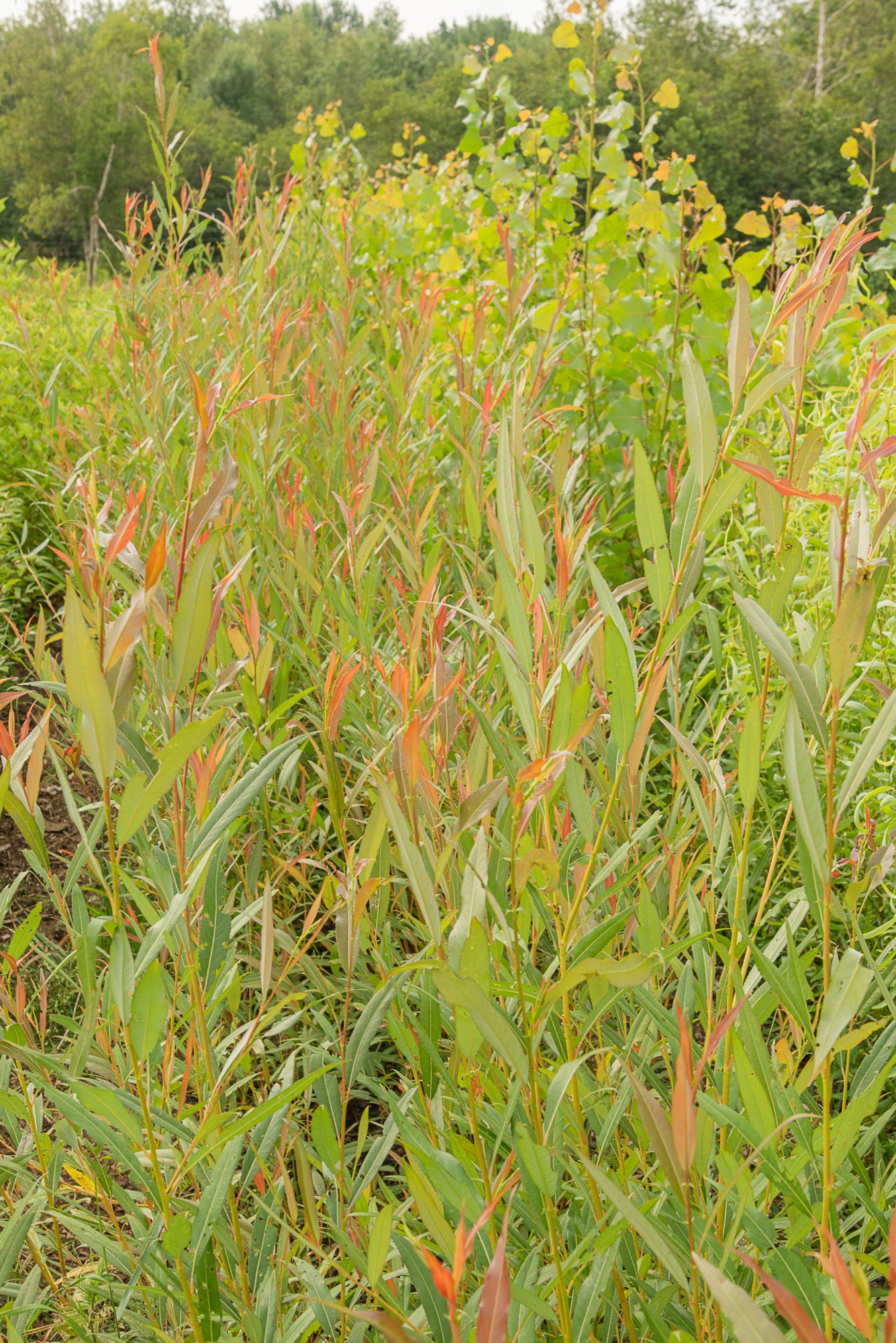 Basket Willow - Yellow Stemmed - Salix viminalis