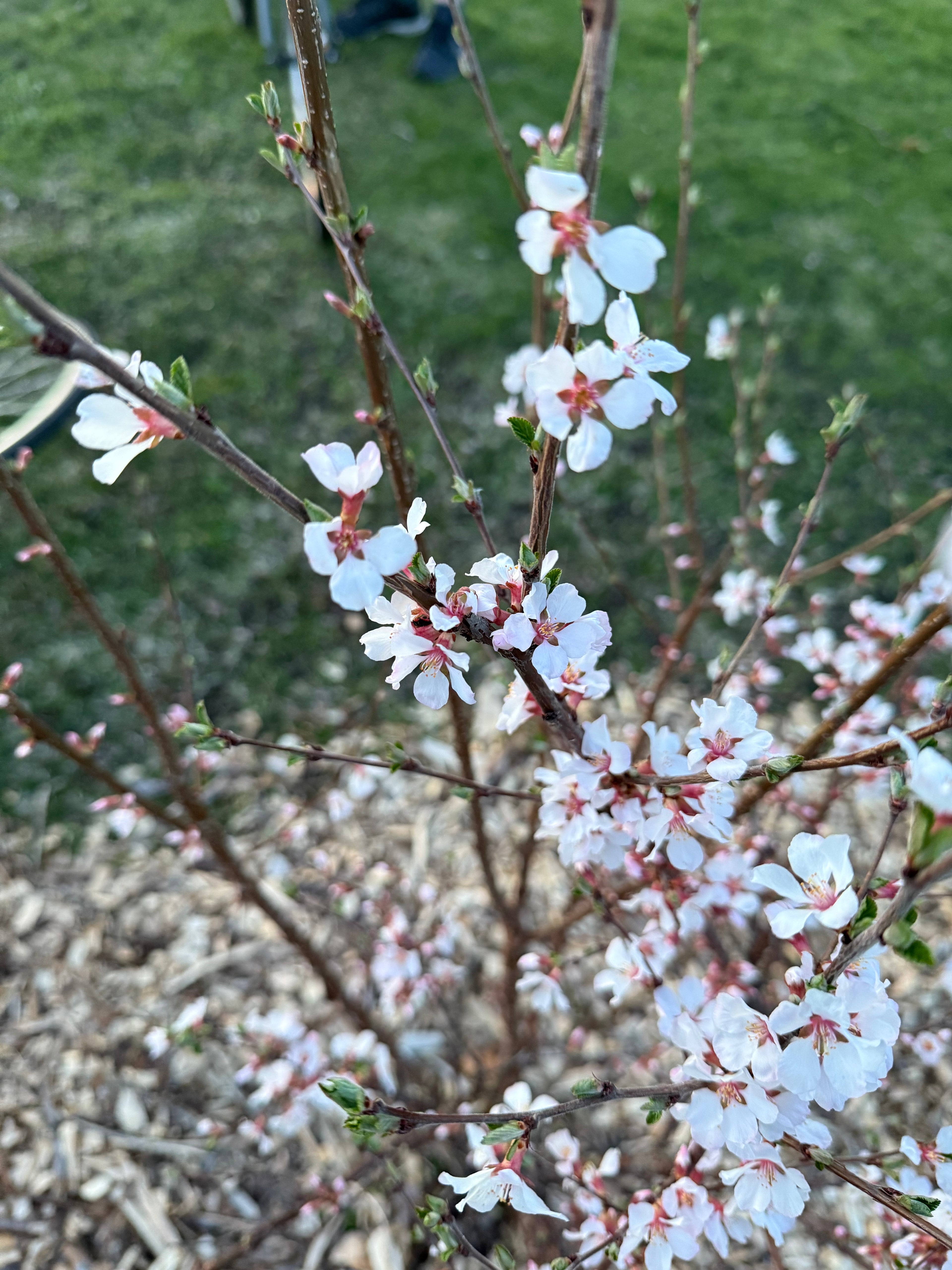 Nanking Cherry
