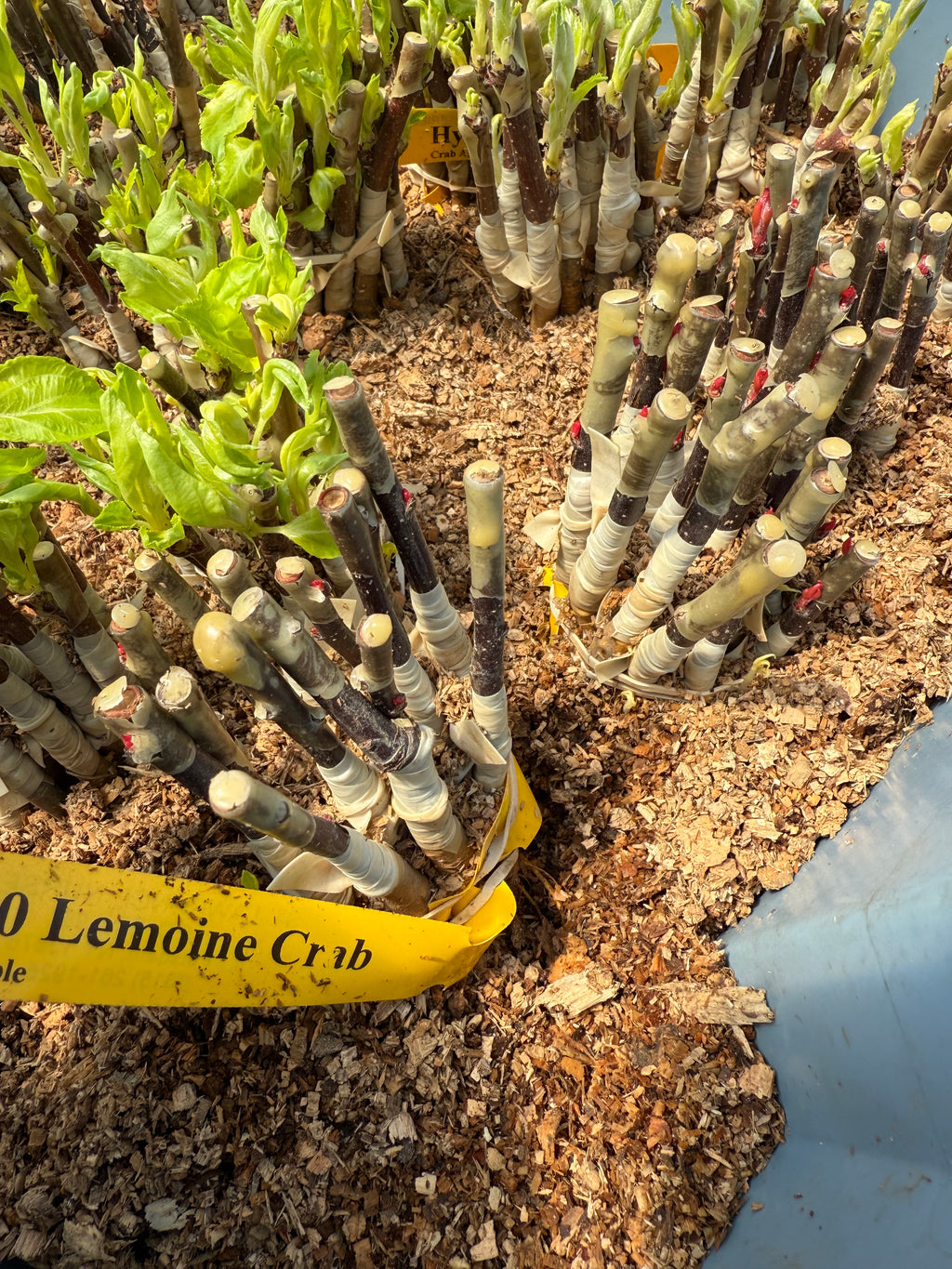 Lemoine Crab Apple