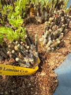 Lemoine Crab Apple