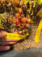 Royalty Crab Apple
