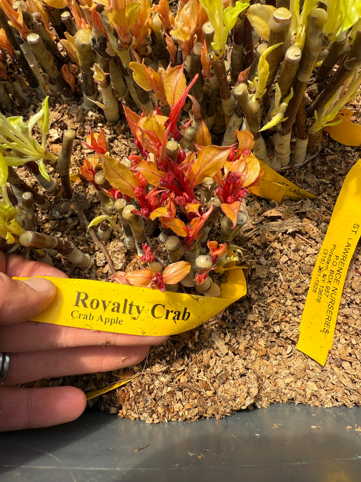 Royalty Crab Apple
