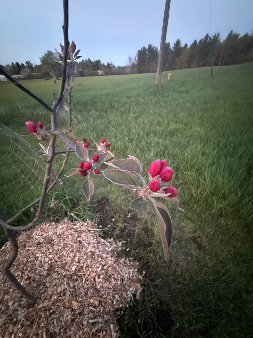 Winter Redflesh Apple