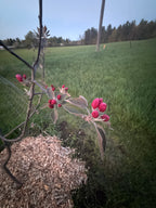 Winter Redflesh Apple