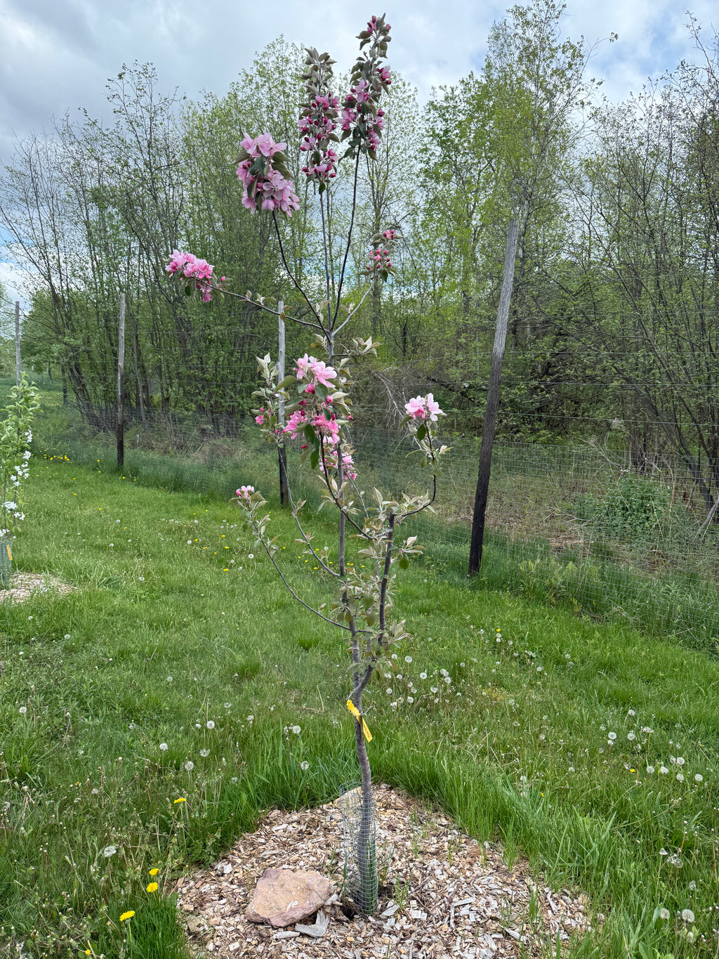 Winter Redflesh Apple