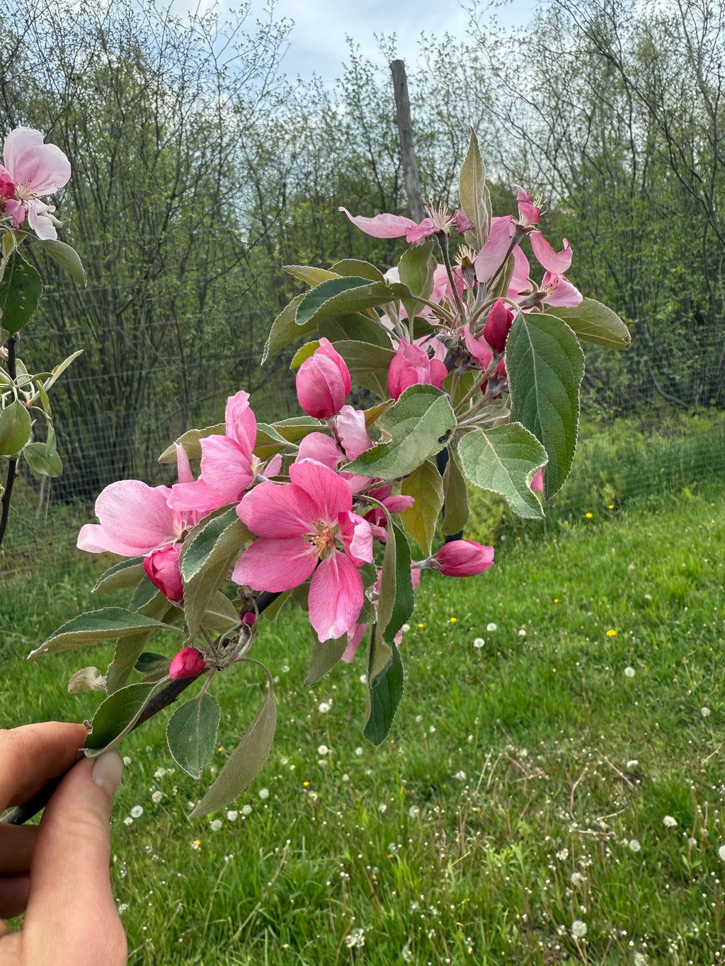 Winter Redflesh Apple