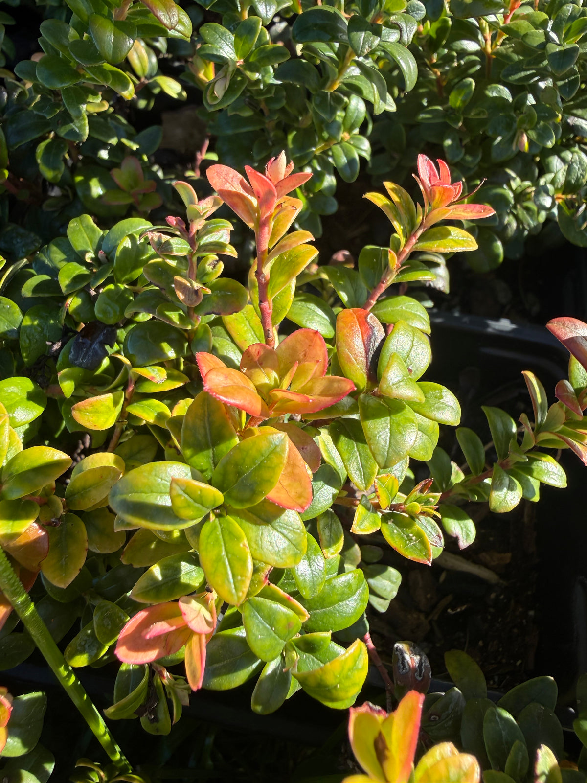 Regal Lingonberry
