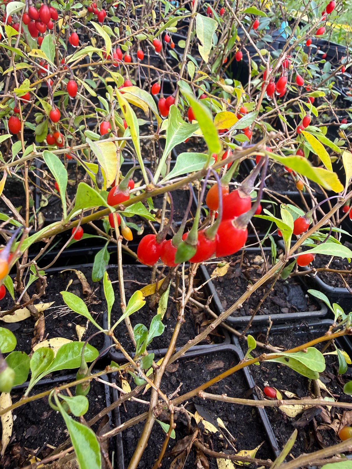 "Phoenix Tears" Goji Berry