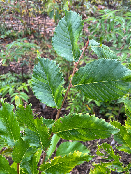 American Elm - ‘Princeton’ - Ulmus americana