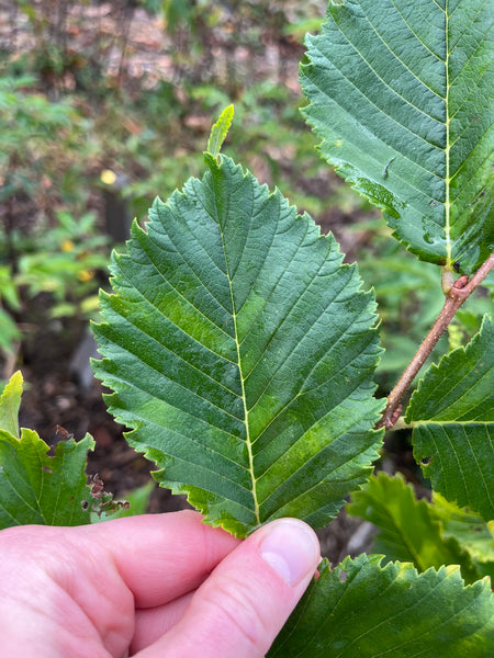 American Elm - ‘Princeton’ - Ulmus americana