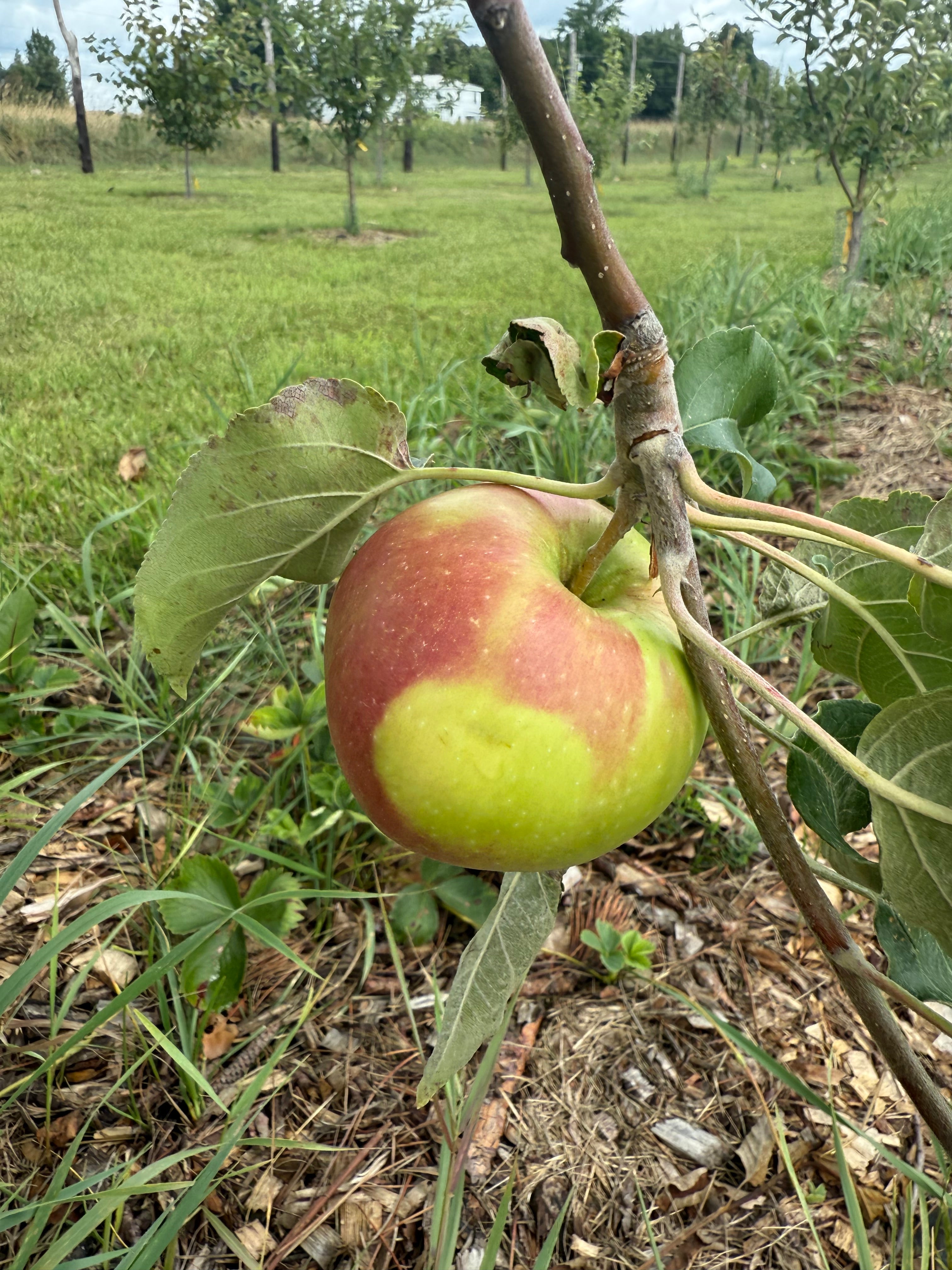 Original McIntosh Apple
