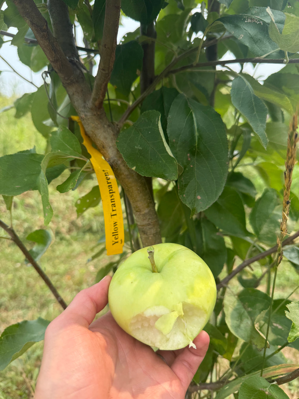 Yellow Transparent Apple