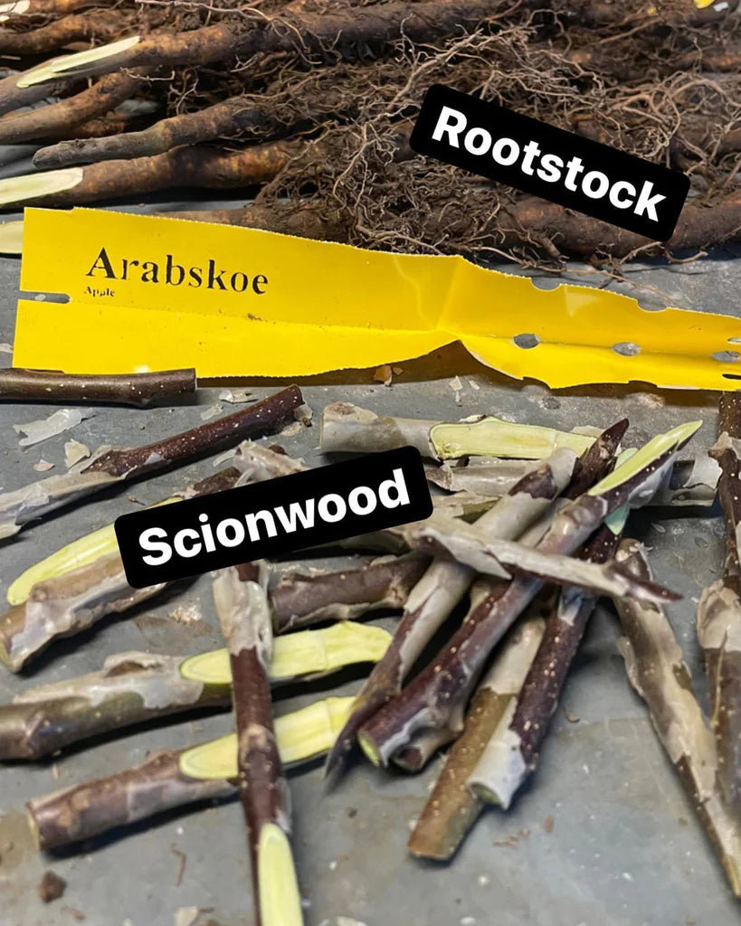 Arabskoe Apple
